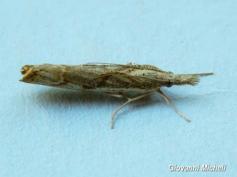 Agriphila tolli? No, Agriphila geniculea